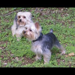 Meet your Posher, Bliss